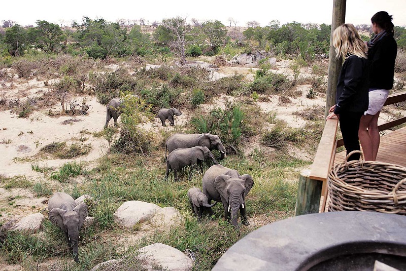Photo of Londolozi Founders Camp Deck With Elephants